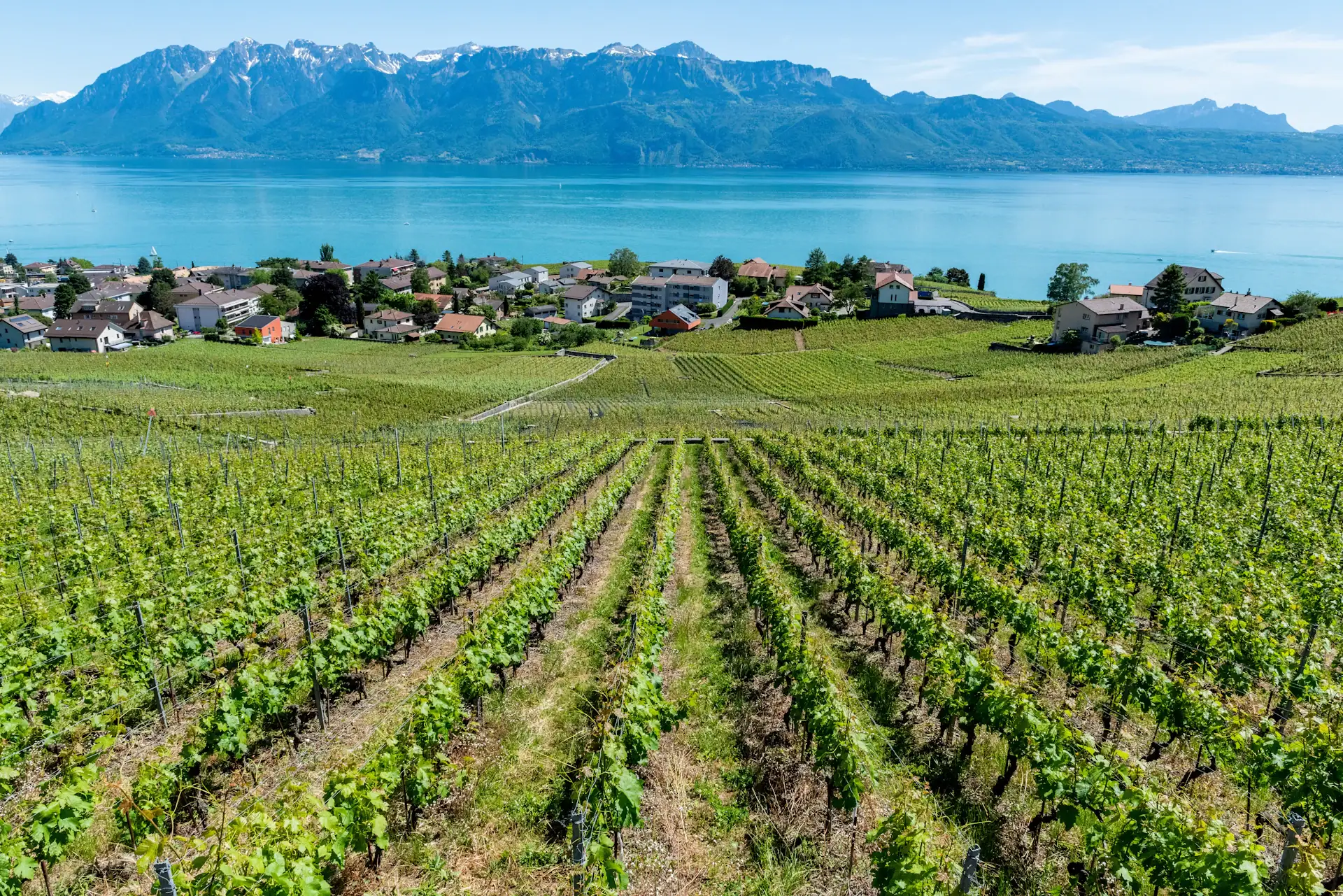 Grandvaux vineyards facing Lake Geneva and the Alps