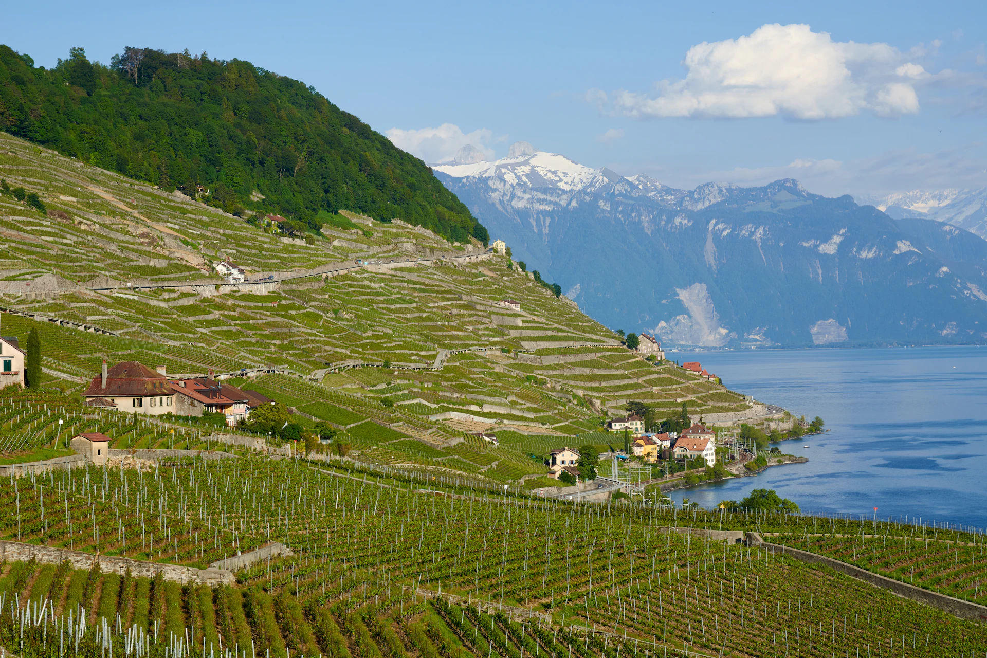 Lavaux terraces and lakeside village
